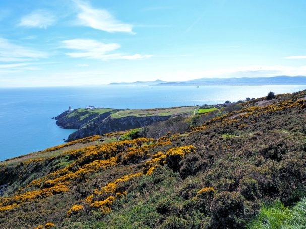 Vue panoramique de la côte avec fleurs jaunes et mer sous un ciel bleu.